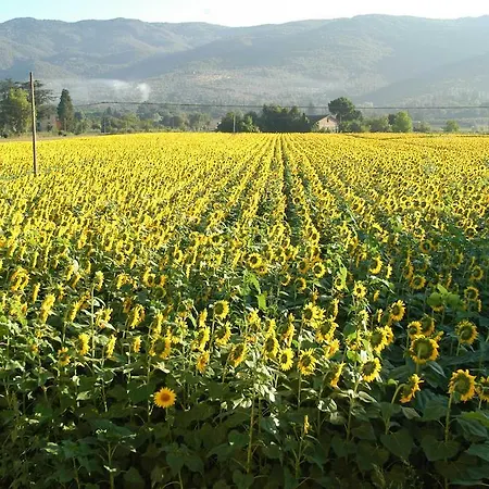 Vakantiehuis Il Moro Novo *